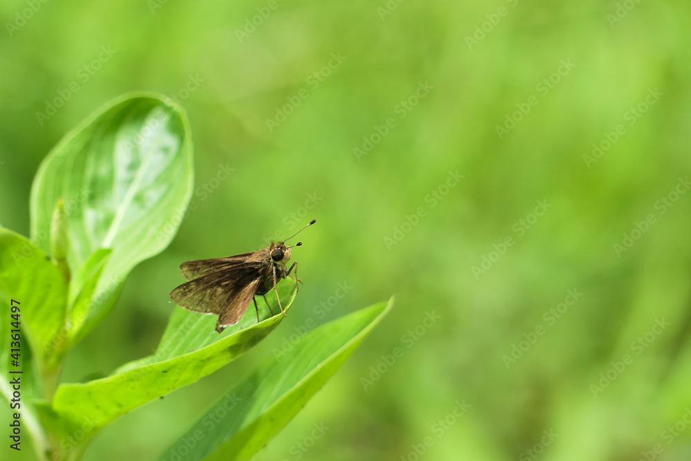 Brown skipper (Hesperiidae) from Central America Brown skipper (Hesperiidae) from Central America