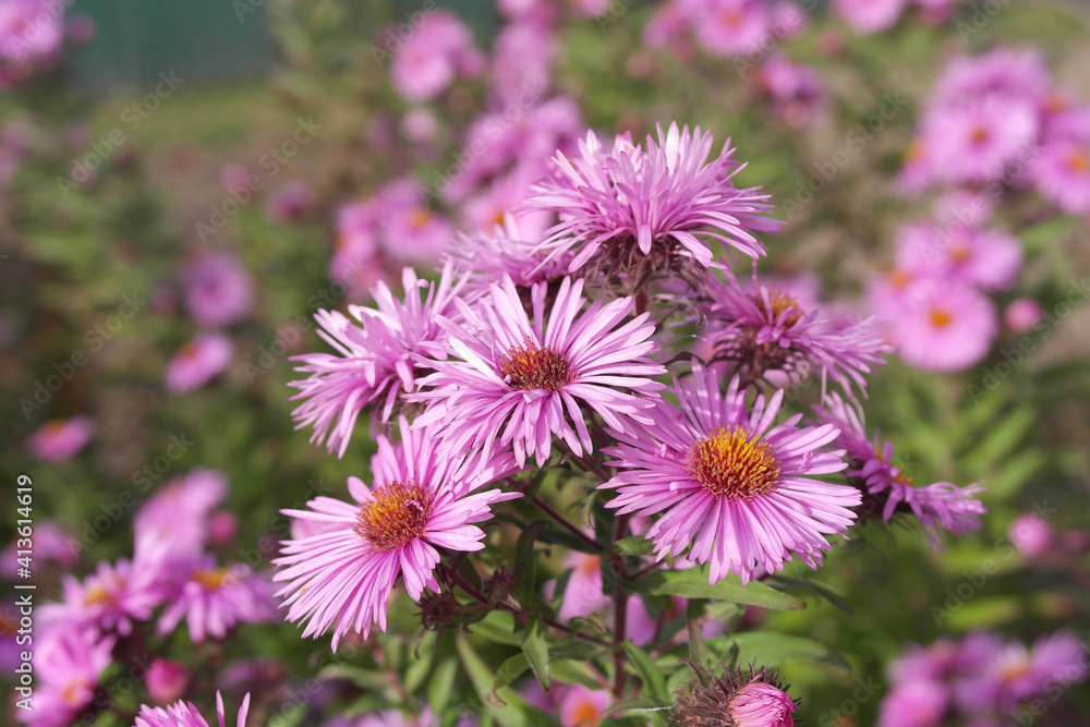 Obraz premium Aster perennial autumn, pink flowers.