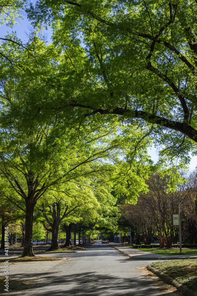 A beautiful spring park on a sunny day, large trees with young green leaves and an asphalt road. Milliken Park, Spartanburg, SC, USA