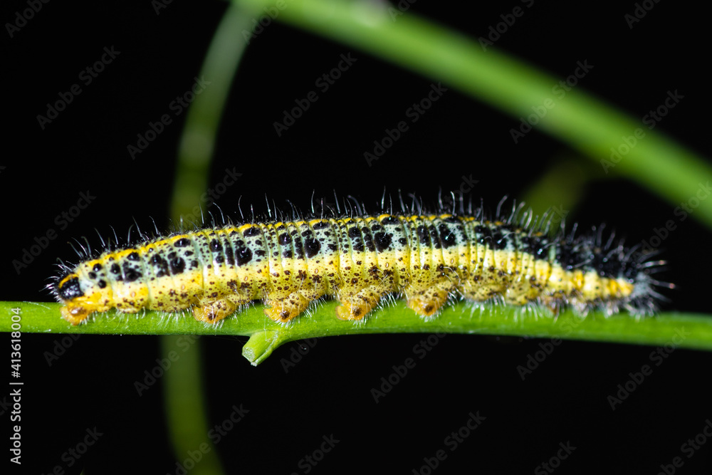 Naklejka premium yellow caterpillar on a leaf