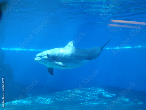 dolphin in the water © TammyMC