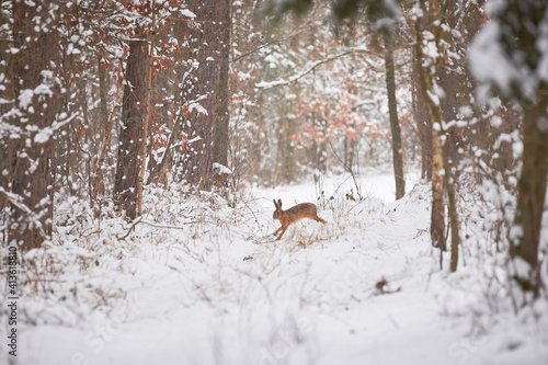 European Hare running in the snowy forest (Lepus europaeus).