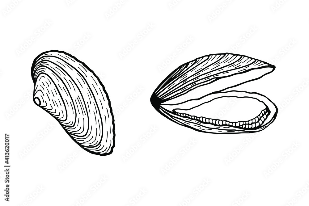Mussels. Vector stock illustration eps10. Isolate on white background, outline. Hand drawing. Mussels. Vector stock illustration eps10. Isolate on white background, outline. Hand drawing.