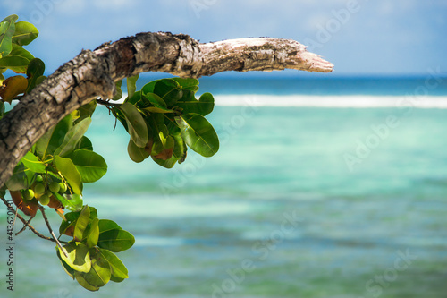 Branch of takamaka (Calophyllum inophyllum) on a beach in Seychelles with the turquoise sea in the background photo