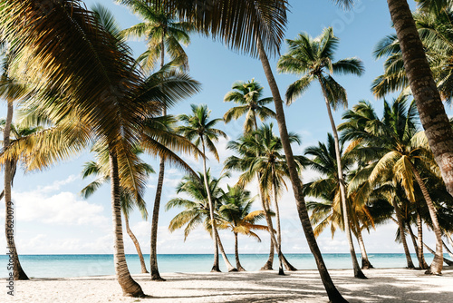 palm trees on the beach. Saona Island  Dominican Republic