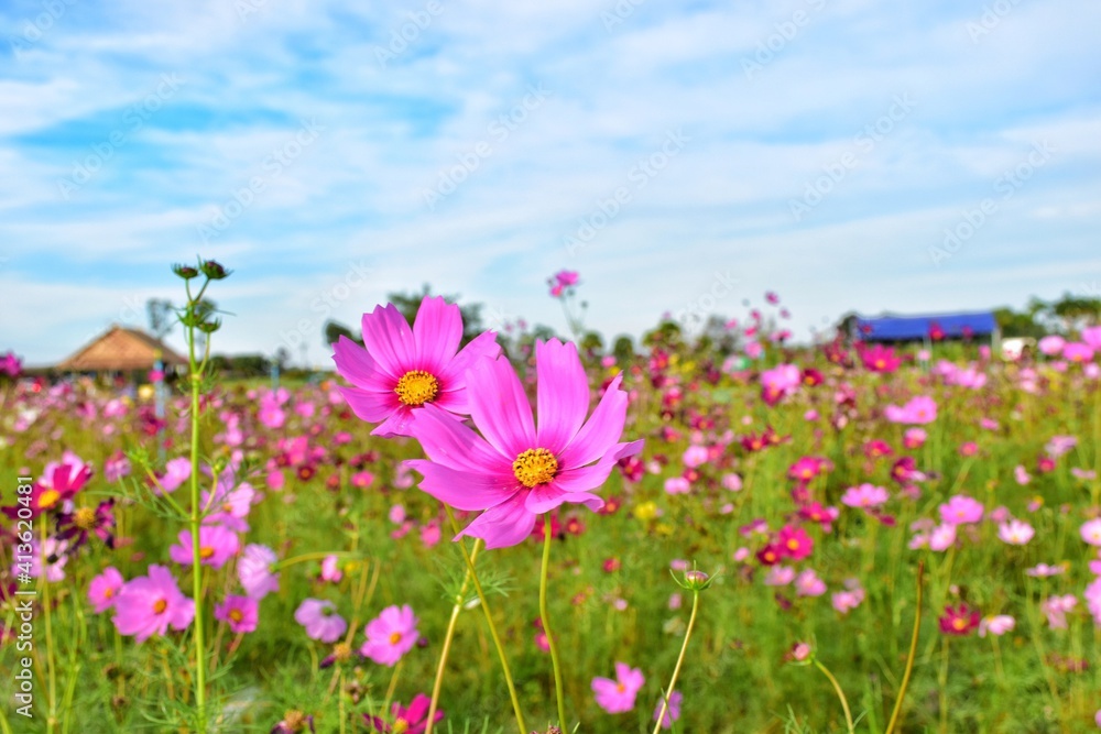 Close-up Of Pink Cosmos Flowers On Field