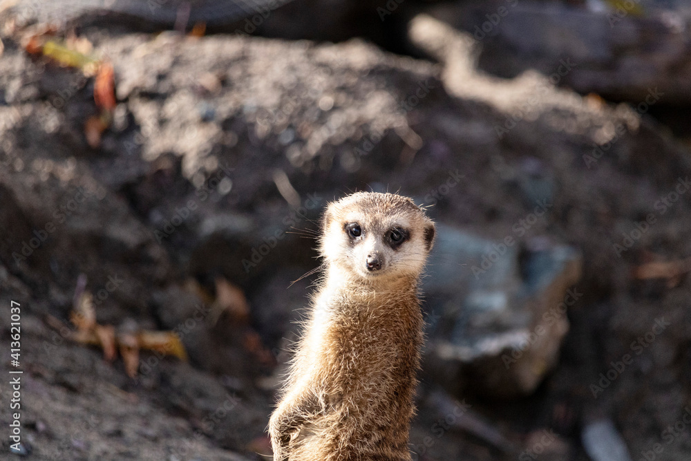 Fototapeta premium Zoo de Granby, Québec Canada, Suricate