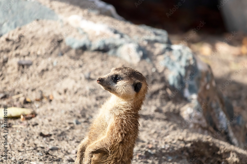 Fototapeta premium Zoo de Granby, Québec Canada, Suricate