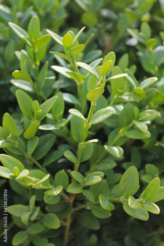 A vertical shot of green boxwood branches A vertical shot of green boxwood branches