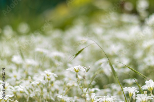field of daisies