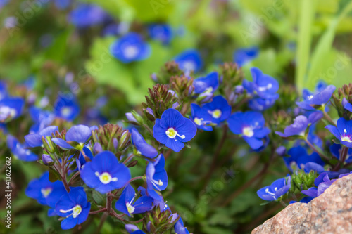 forget-me-nots