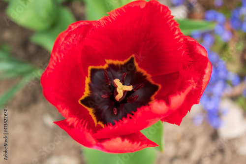 red and yellow tulip