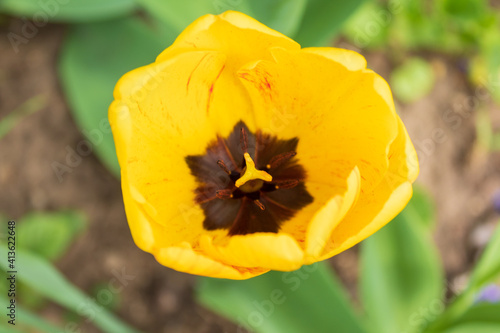 yellow tulip flower