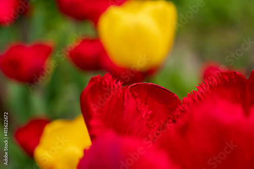 red and yellow tulips