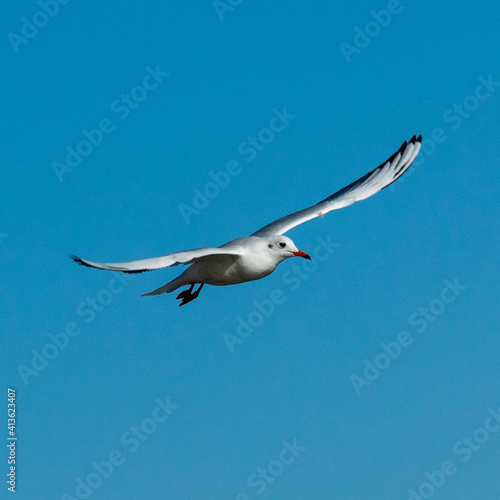 seagull in flight