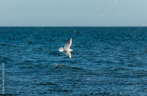 seagull over the sea