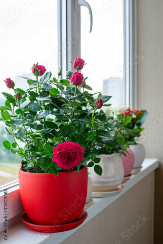 Several kalanchoe and roses in pot stand on the windowsill on the balcony