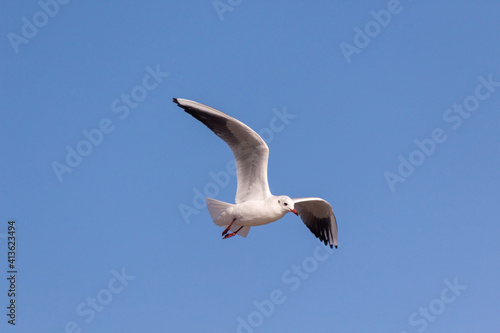 seagull in the sky