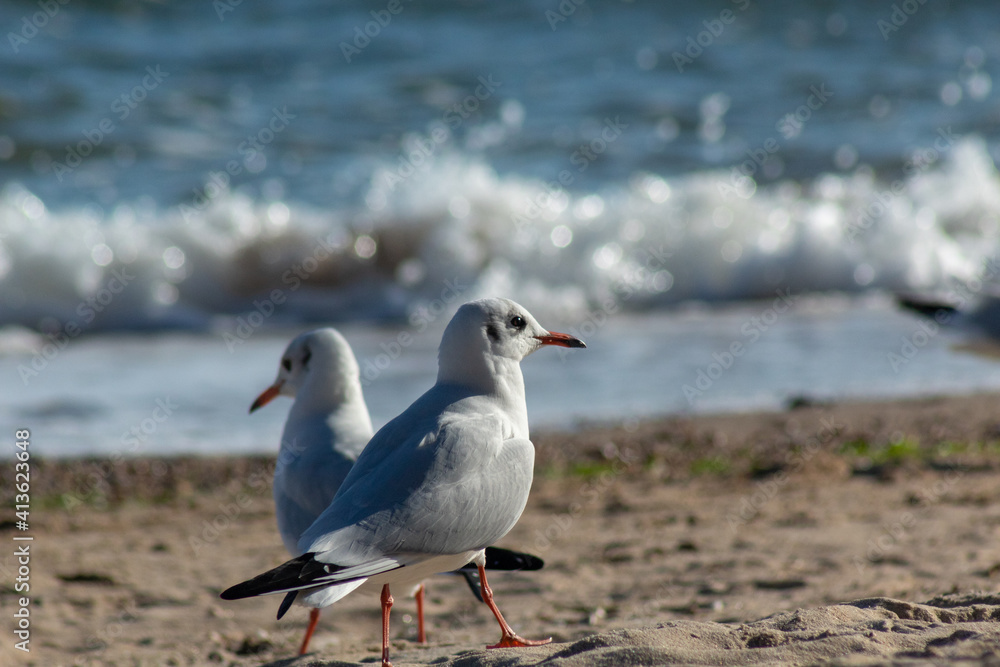 Fototapeta premium seagull on the beach