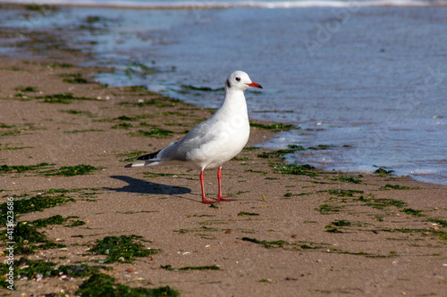 seagull on the beach
