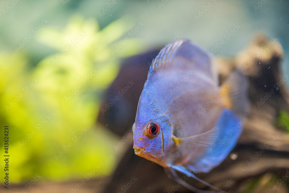 Close up view of gorgeous blue diamond discus aquarium fish isolated. Hobby concept.