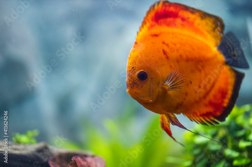 Close up view of gorgeous red melon discus aquarium fish isolated on blue background. Hobby concept.