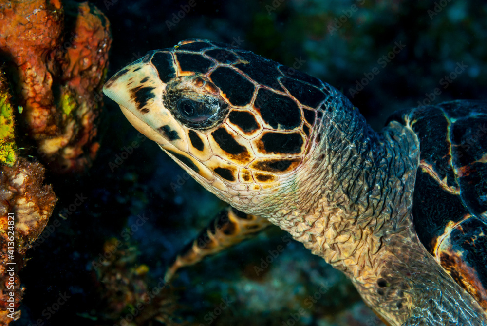 Fototapeta premium Side of a Green turtle feeding on the coral reef