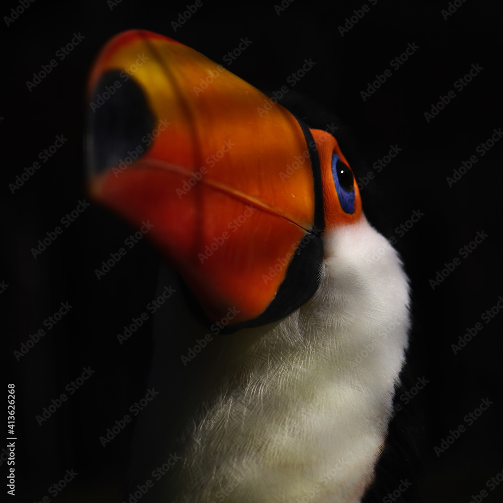 Fototapeta premium Closeup shot of a Toucan bird under the shadows on an isolated background
