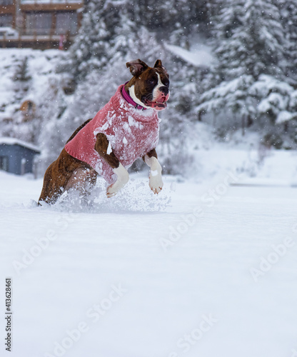 Fototapeta Naklejka Na Ścianę i Meble -  Adorable Boxer Dog playing in a snow covered frozen lake during winter time. Alta Lake, Whistler, British Columbia, Canada.