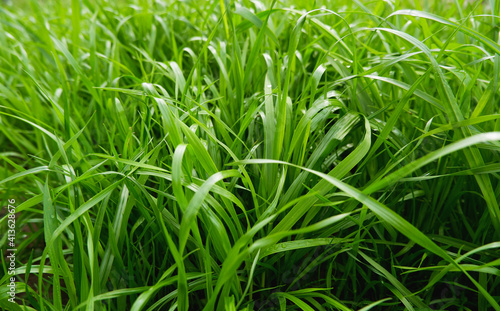 Green juicy grass in sunlight. Green natural background.