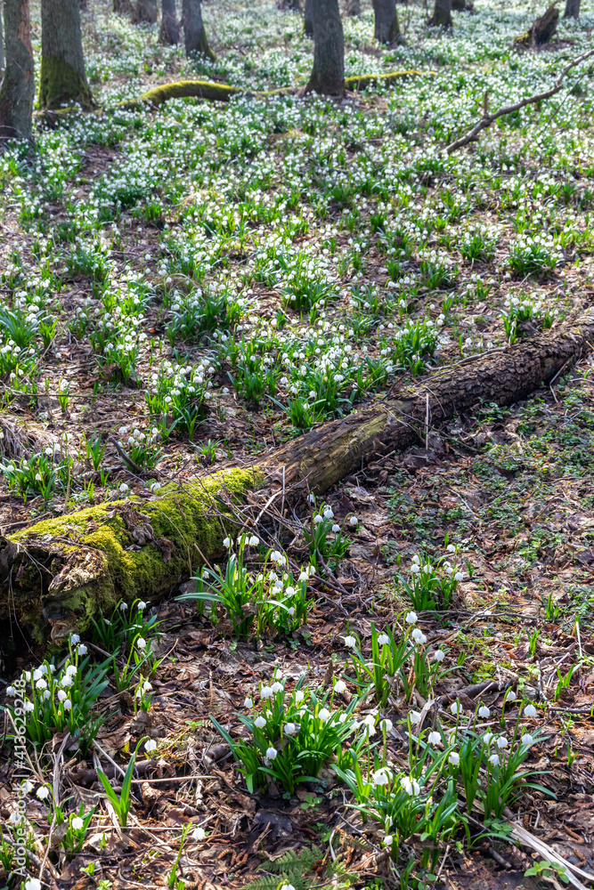 early spring forest with spring snowflake, Vysocina, Czech Repubic early spring forest with spring snowflake, Vysocina, Czech Repubic