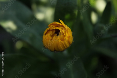 yellow tulip flower