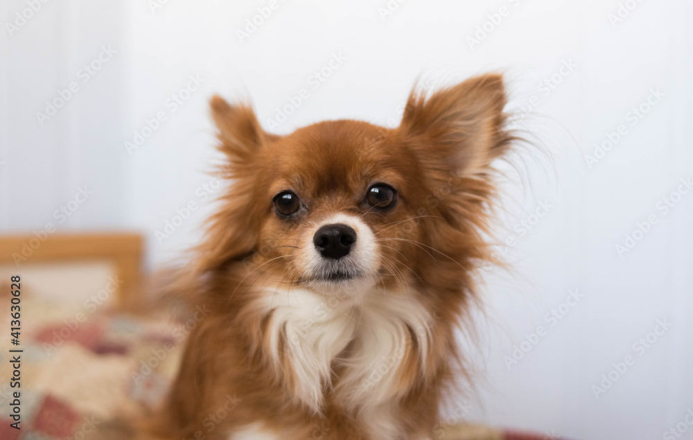 chihuahua. A small dog. The dog is sitting on a bed. The dog obeys commands. Fluffy dog. Red-haired Chihuahua. The dog is sitting on a bed. The puppy is sleeping. Long-eared dog. . Red hair. 