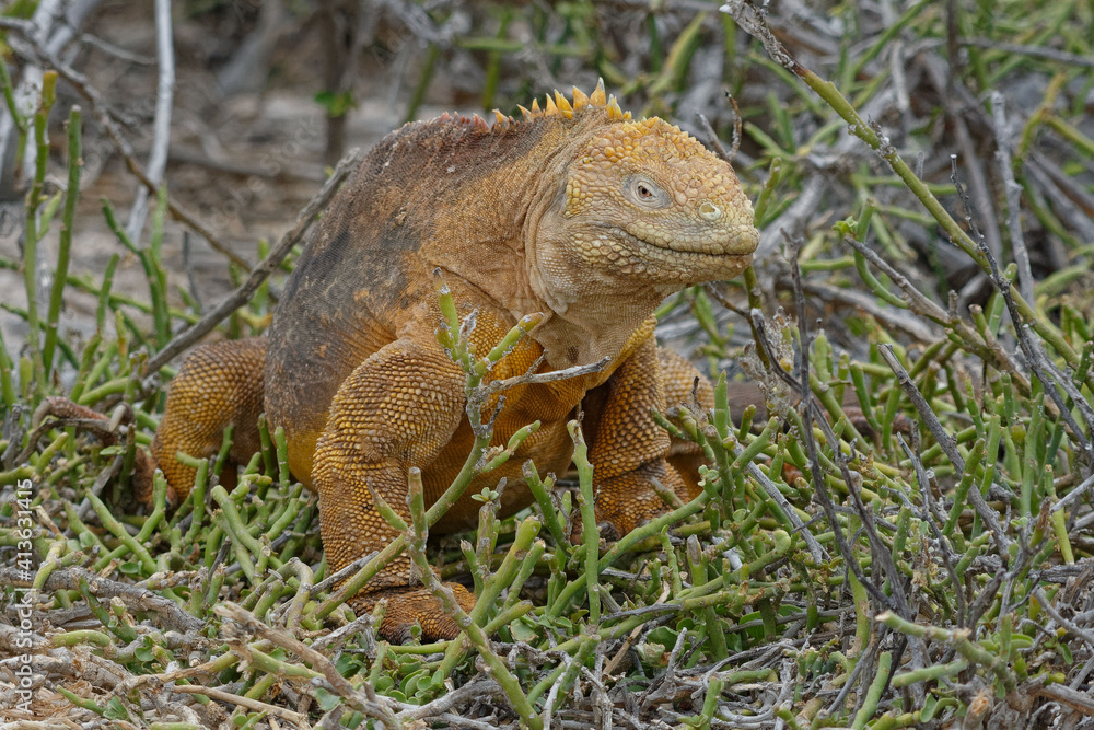 Obraz premium Galapagos land iguana (conolophus subcristatus) - Seymour Norte Island, Ecuador