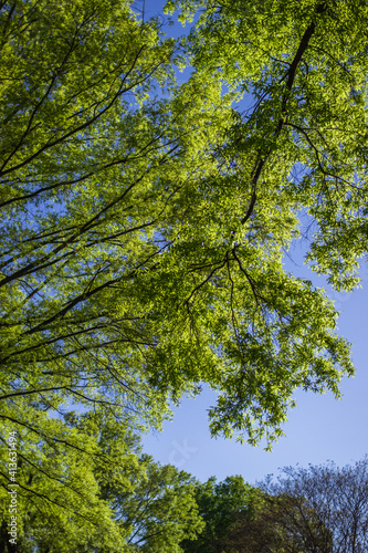 Bright green leaves on branches against a blue cloudless sky on a sunny spring day