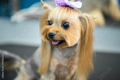 Yorkshire Terrier after haircut