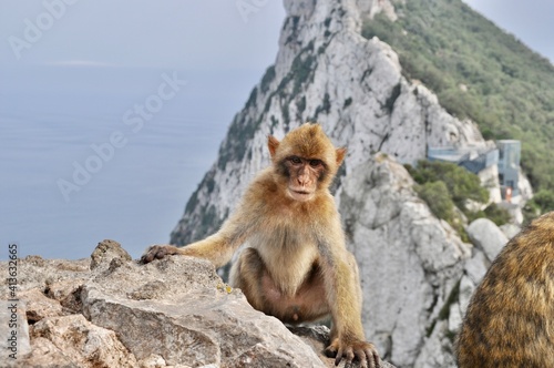 japanese macaque sitting on the rock © Alejandro D