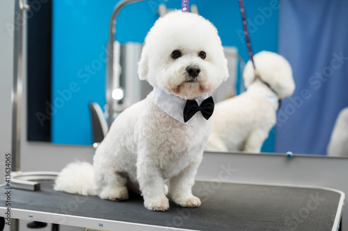 Fotografie Portrait Bichon Frise after haircut