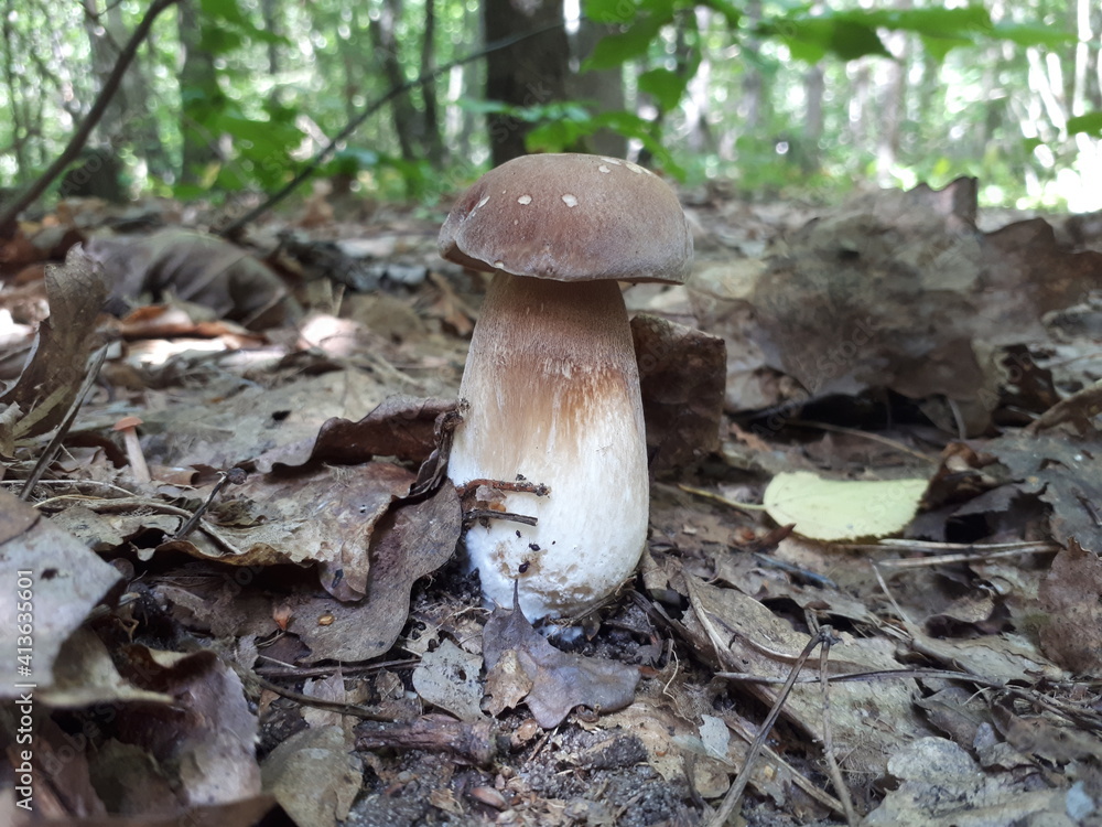 mushroom in the forest