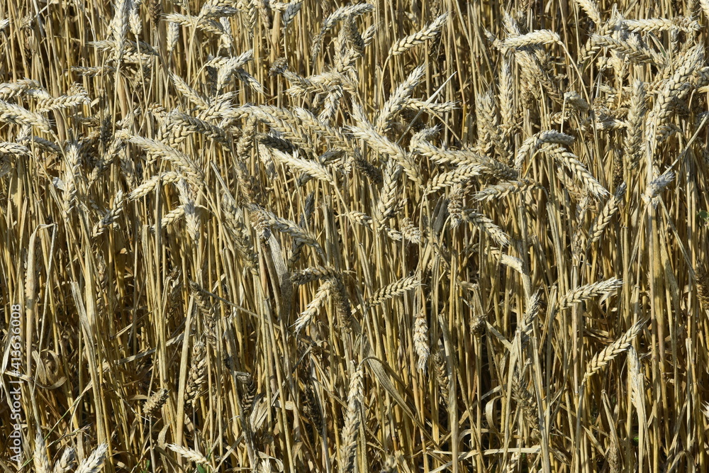 Fototapeta premium Pszenica na polu