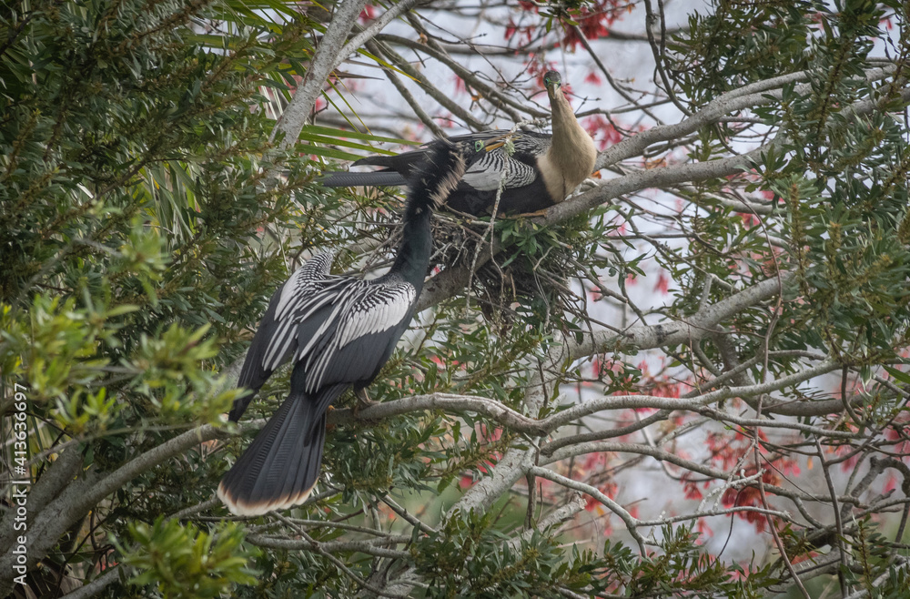 Naklejka premium Anhinga bird building a nest