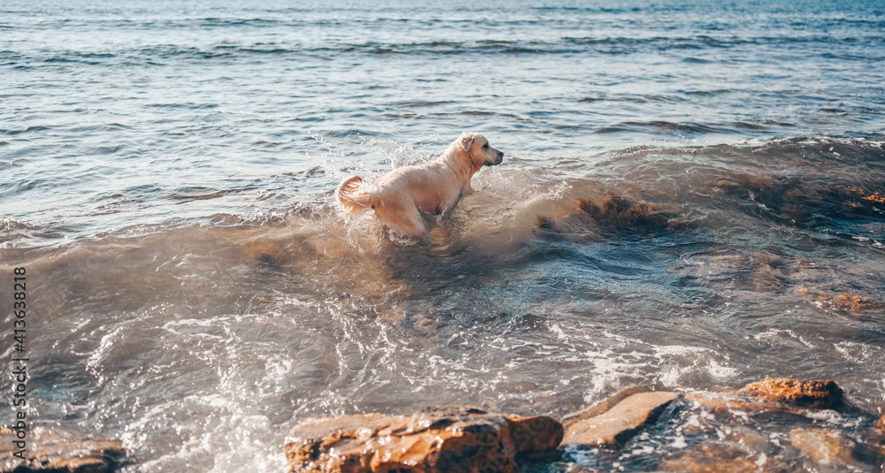 Happy cheerful golden retriever swimming running jumping plays with water on the sea coast in summer