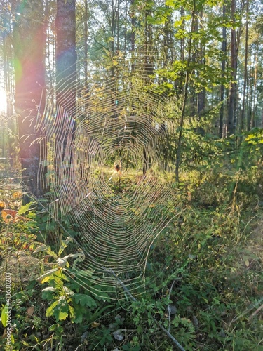 web in the forest