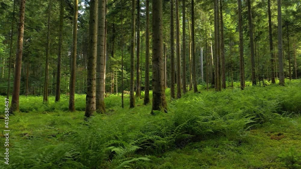 Green mossy woodland surrounded with conifer trees and sun rays. Flying forward along beautiful forest floors with fern plants. Green mossy woodland surrounded with conifer trees and sun rays. Flying forward along beautiful forest floors with fern plants.