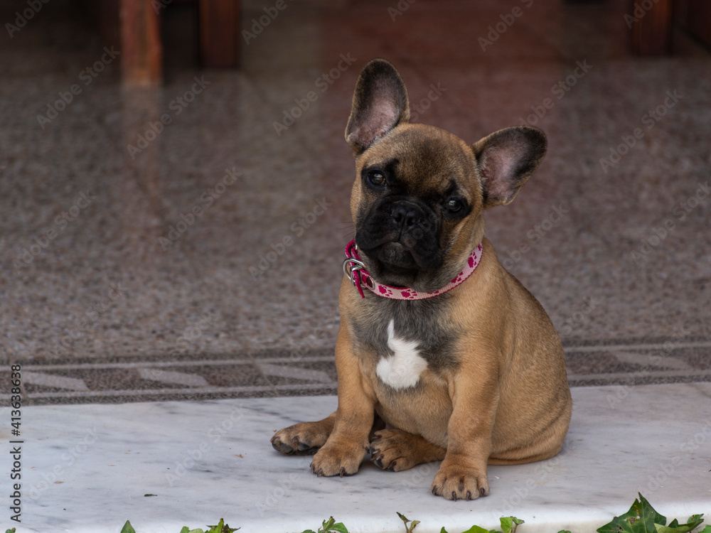 Adorable French bulldog puppy. puppy posing for the photo.