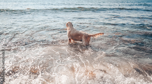 Happy cheerful golden retriever swimming running jumping plays with water on the sea coast in summer
