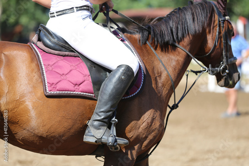 Fototapeta Naklejka Na Ścianę i Meble -   Show jumper horse under saddle in action