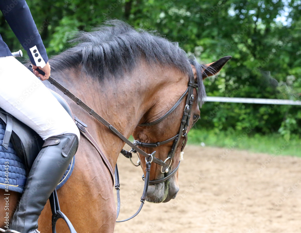 Obraz premium Show jumper horse under saddle in action