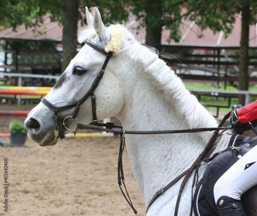  Show jumper horse under saddle in action © acceptfoto