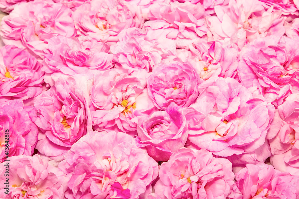 Festive background of pink roses Festive background of pink roses
